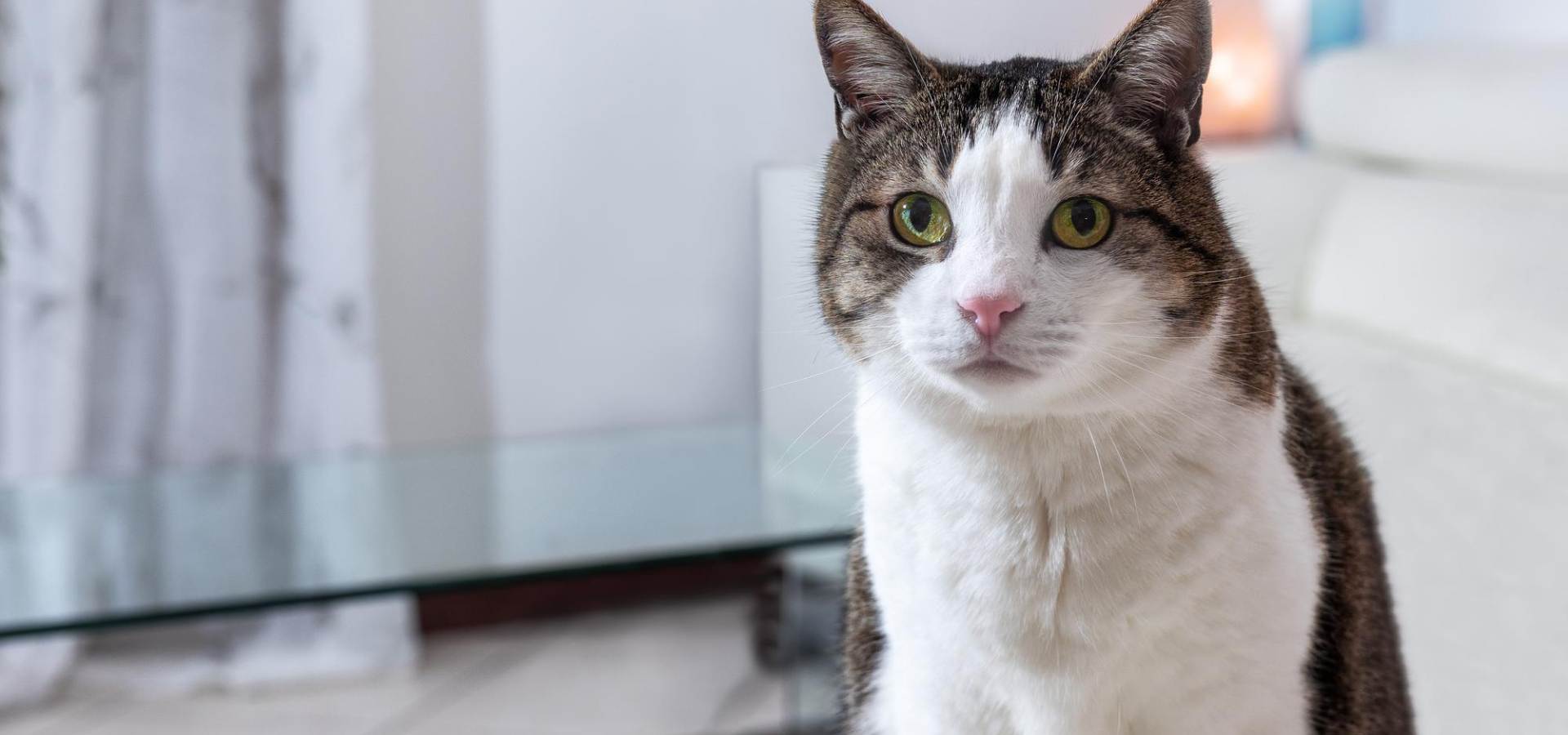 Fort Collins, CO 80526 Veterinary Jobs Animal Hospital of Colorado