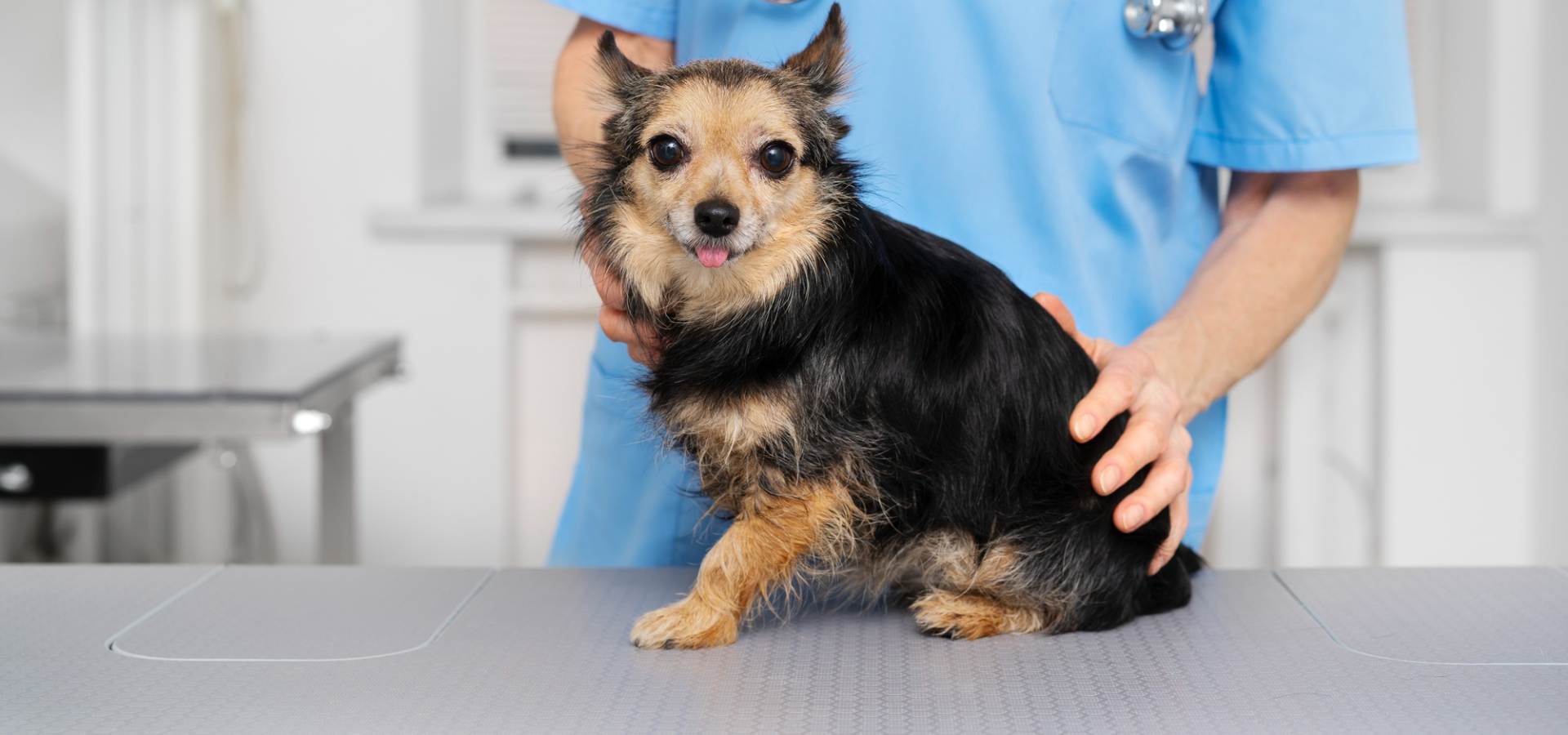 Veterinarian in Fort Collins, CO 80526 Animal Hospital of Colorado