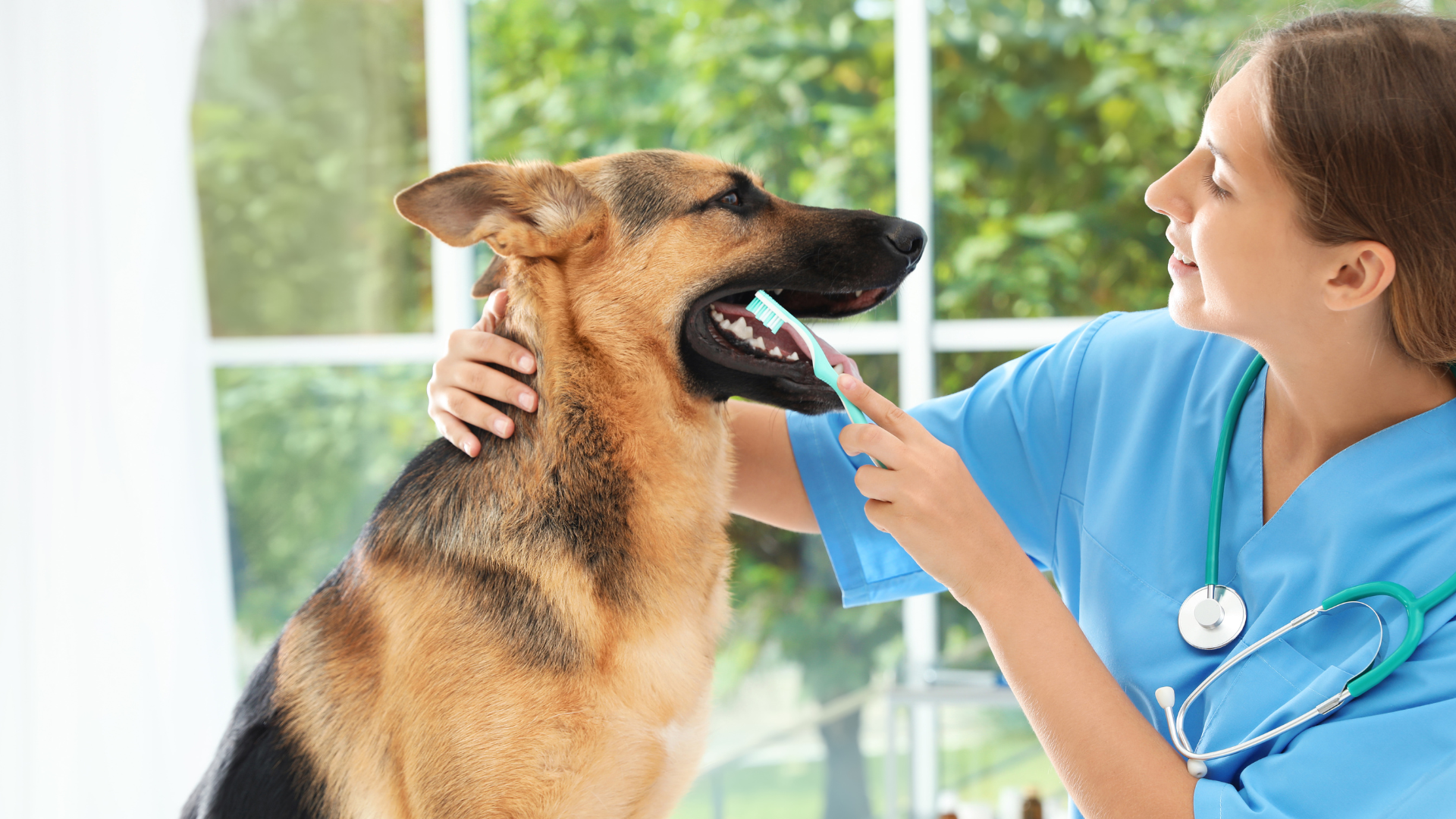 Pet Lab Work
